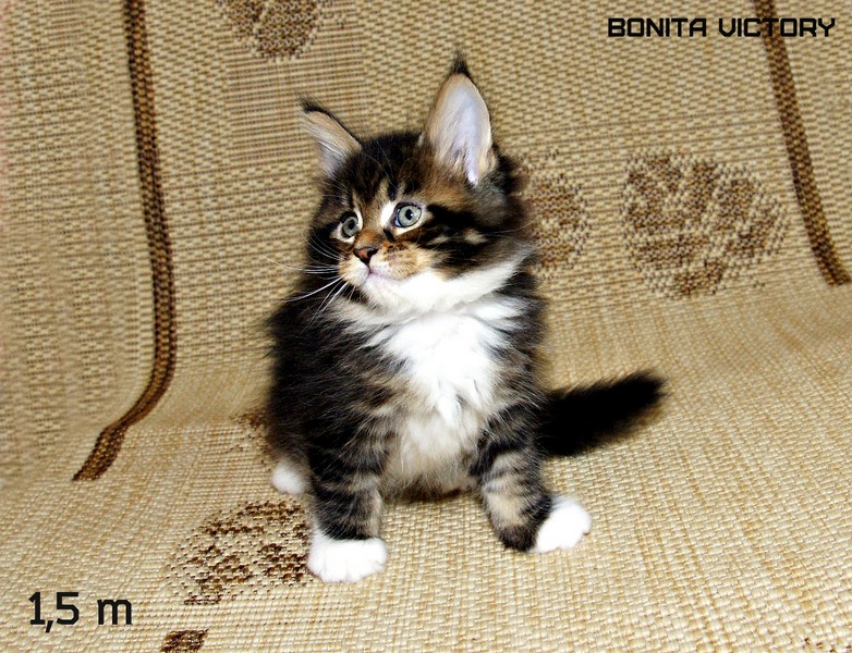 Bonita VICTORY, 1,5 месяца