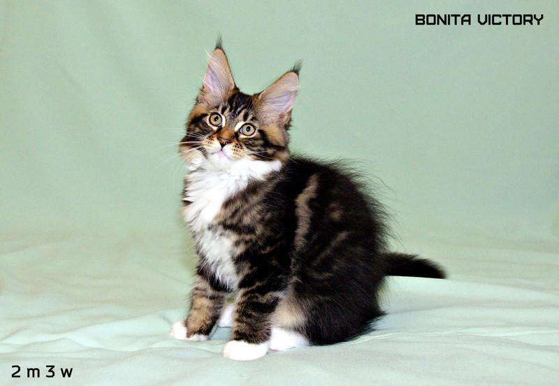Bonita VICTORY, 2 месяца 3 недели