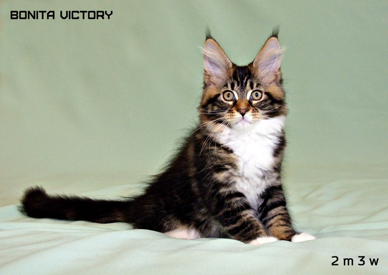 Bonita VICTORY, 2 месяца 3 недели