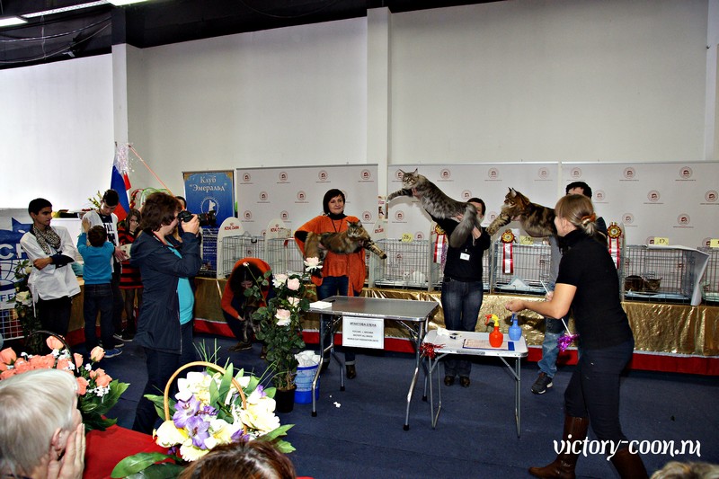 Золотая коллекция, 10-11 октября, Зоомир, VICTORY