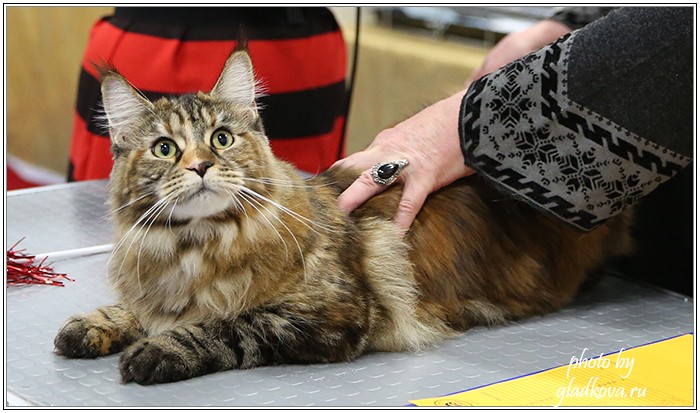 Золотая коллекция, 10-11 октября, Зоомир, VICTORY