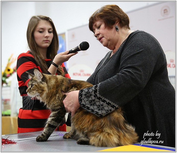 Золотая коллекция, 10-11 октября, Зоомир, VICTORY