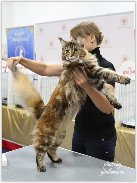 Золотая коллекция, 10-11 октября, Зоомир, VICTORY