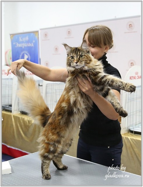 Золотая коллекция, 10-11 октября, Зоомир, VICTORY