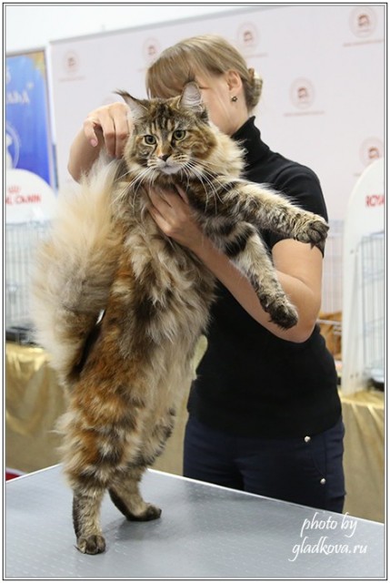 Золотая коллекция, 10-11 октября, Зоомир, VICTORY