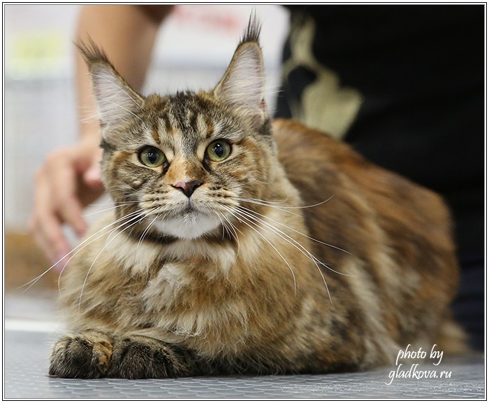 Золотая коллекция, 10-11 октября, Зоомир, VICTORY