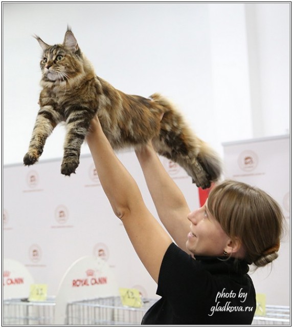 Золотая коллекция, 10-11 октября, Зоомир, VICTORY