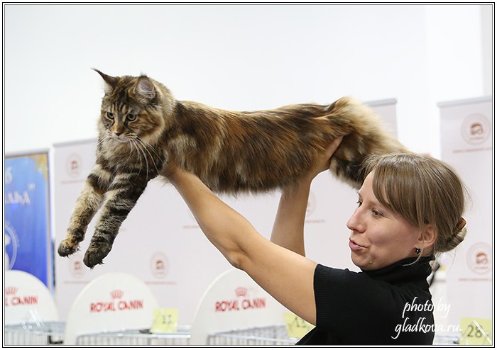 Золотая коллекция, 10-11 октября, Зоомир, VICTORY