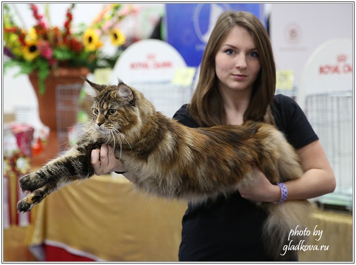 Золотая коллекция, 10-11 октября, Зоомир, VICTORY