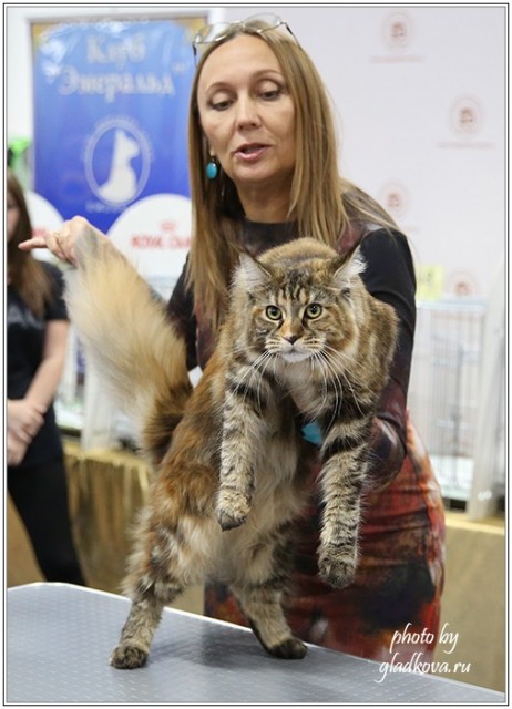 Золотая коллекция, 10-11 октября, Зоомир, VICTORY