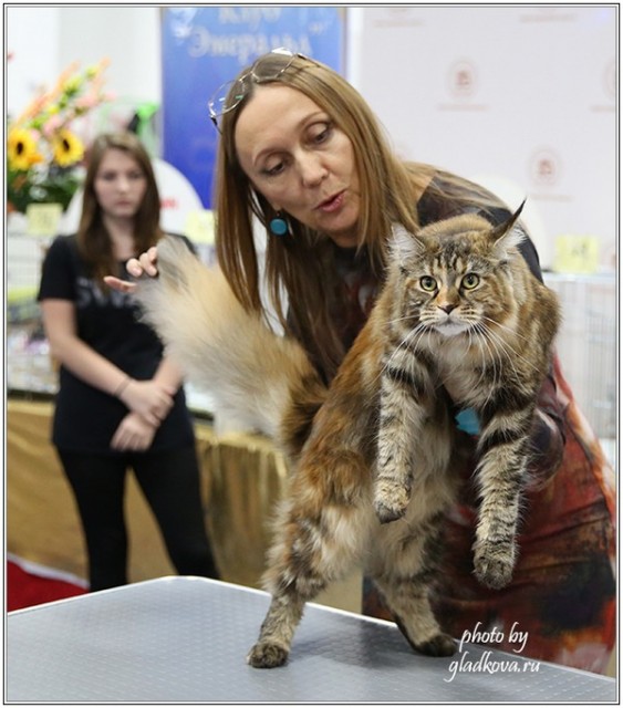 Золотая коллекция, 10-11 октября, Зоомир, VICTORY