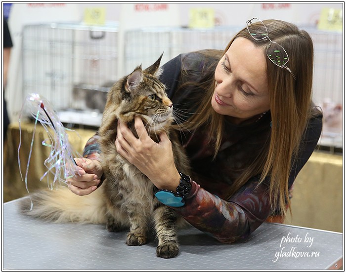 Золотая коллекция, 10-11 октября, Зоомир, VICTORY