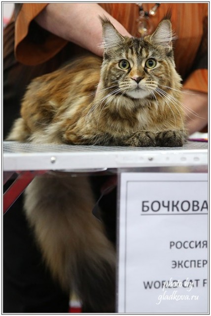 Золотая коллекция, 10-11 октября, Зоомир, VICTORY