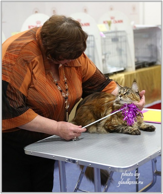 Золотая коллекция, 10-11 октября, Зоомир, VICTORY