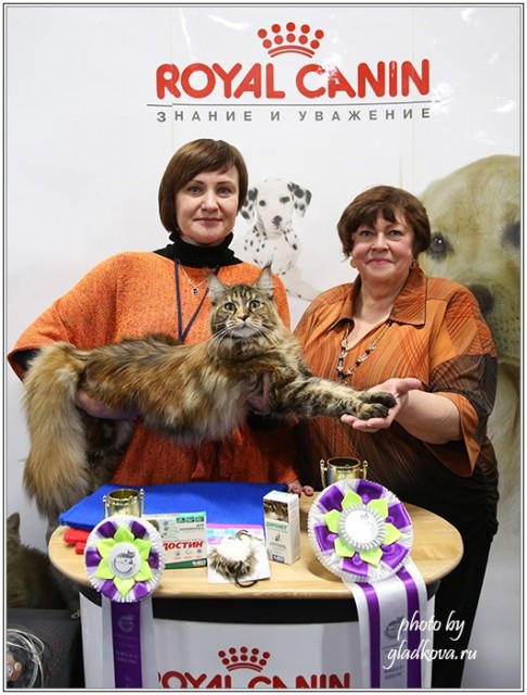 Золотая коллекция, 10-11 октября, Зоомир, VICTORY