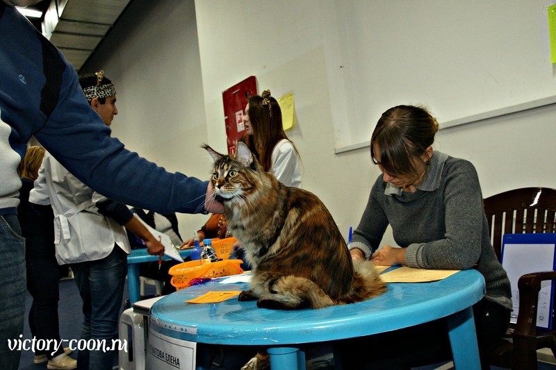 Золотая коллекция, 10-11 октября, Зоомир, VICTORY