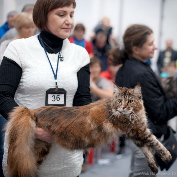 РосКошная осень в Сокольниках, VICTORY