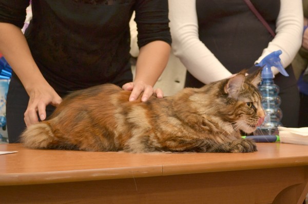 Брянские просторы, 31октября-1 ноября, VICTORY