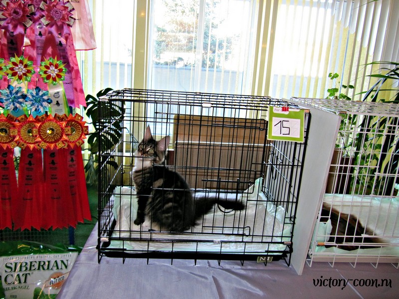 Брянские просторы, 31октября-1 ноября, VICTORY