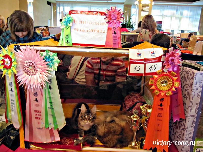 Брянские просторы, 31октября-1 ноября, VICTORY