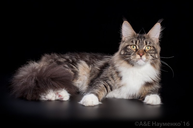 Питомник кошек породы мейн-кун VICTORY