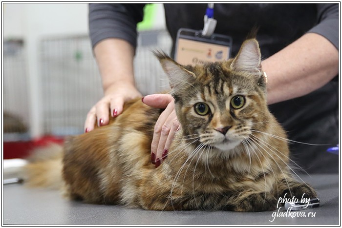 Кэт-Салон-Ноябрь, 14-15 ноября, VICTORY