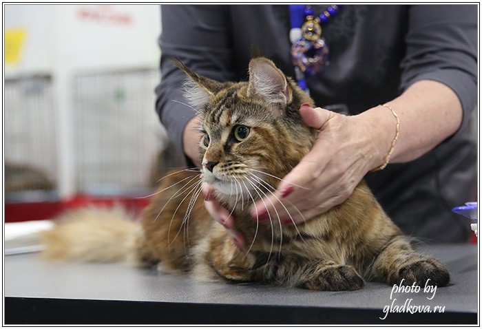 Кэт-Салон-Ноябрь, 14-15 ноября, VICTORY