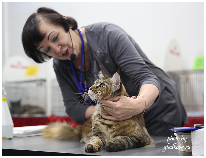 Кэт-Салон-Ноябрь, 14-15 ноября, VICTORY