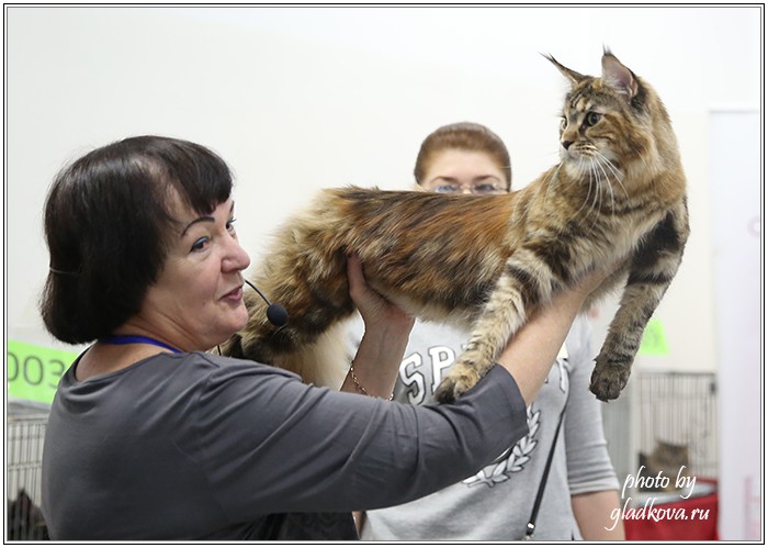 Кэт-Салон-Ноябрь, 14-15 ноября, VICTORY