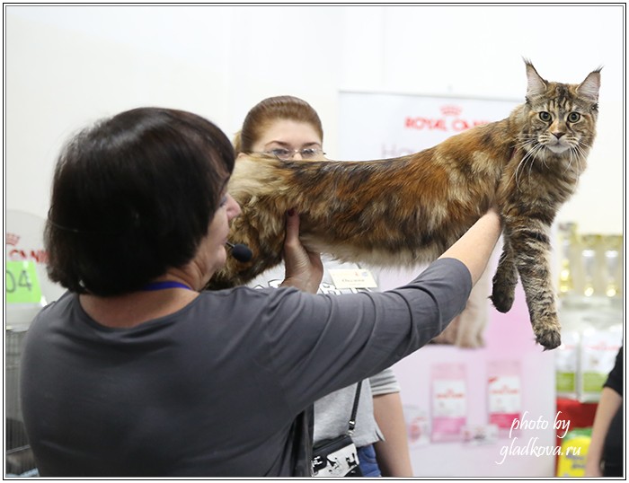 Кэт-Салон-Ноябрь, 14-15 ноября, VICTORY