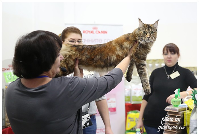 Кэт-Салон-Ноябрь, 14-15 ноября, VICTORY