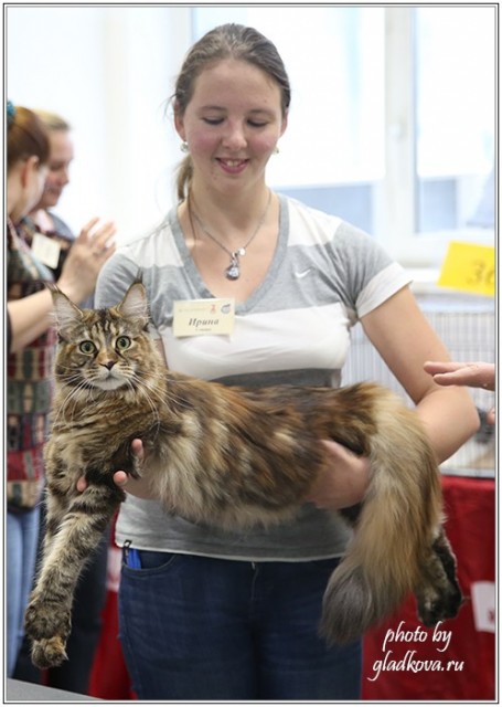 Кэт-Салон-Ноябрь, 14-15 ноября, VICTORY