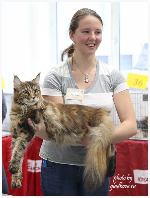 Кэт-Салон-Ноябрь, 14-15 ноября, VICTORY