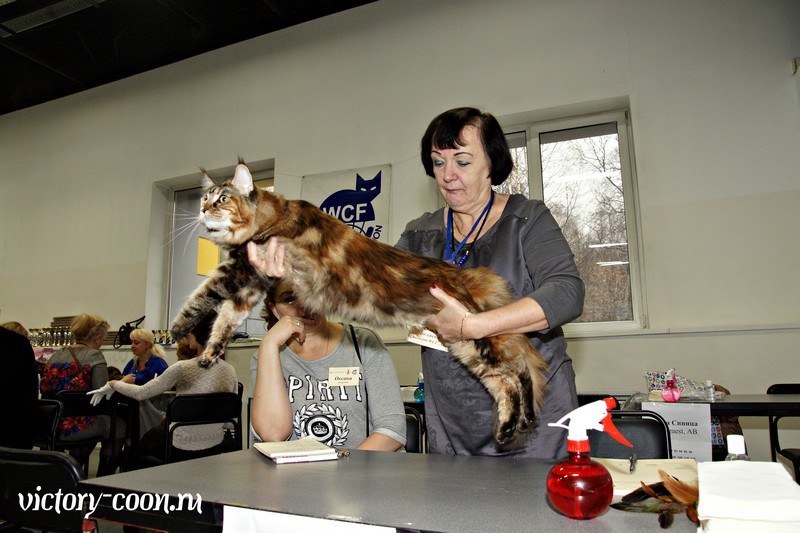 Кэт-Салон-Ноябрь, 14-15 ноября, VICTORY