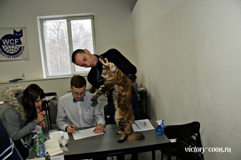 Кэт-Салон-Ноябрь, 14-15 ноября, VICTORY