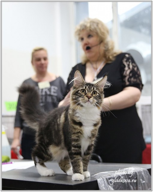 Кэт-Салон-Ноябрь, 14-15 ноября, VICTORY