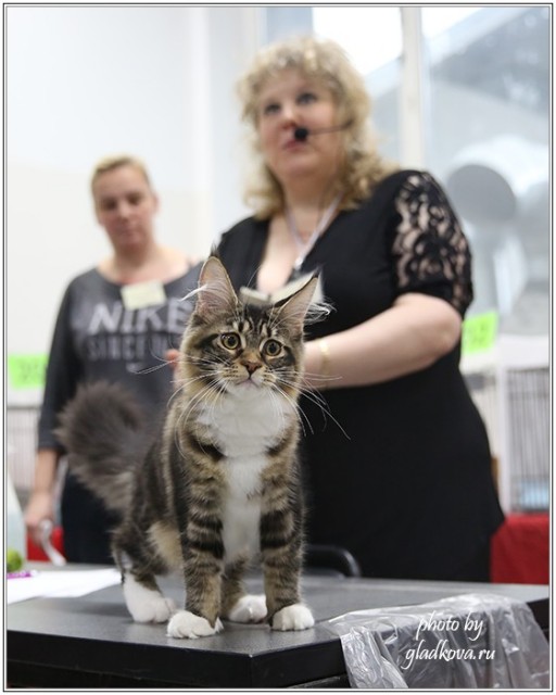 Кэт-Салон-Ноябрь, 14-15 ноября, VICTORY