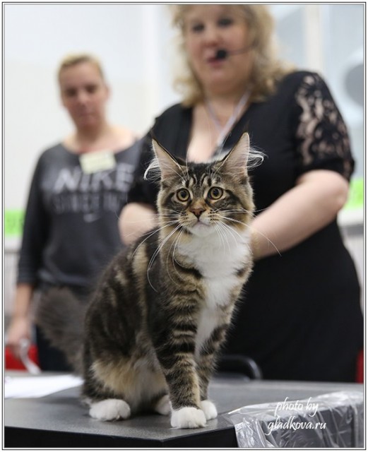 Кэт-Салон-Ноябрь, 14-15 ноября, VICTORY