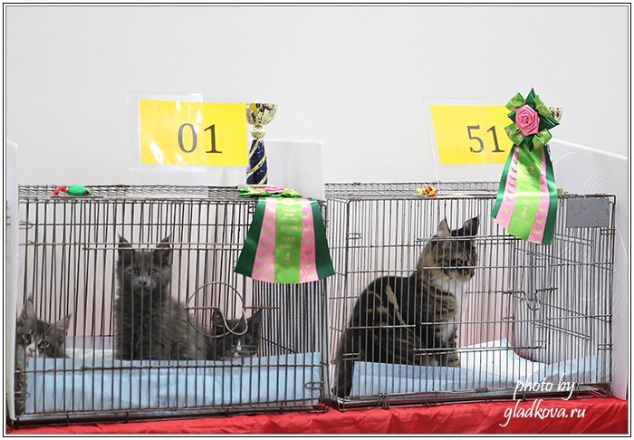 Кэт-Салон-Ноябрь, 14-15 ноября, VICTORY