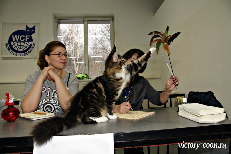 Кэт-Салон-Ноябрь, 14-15 ноября, VICTORY