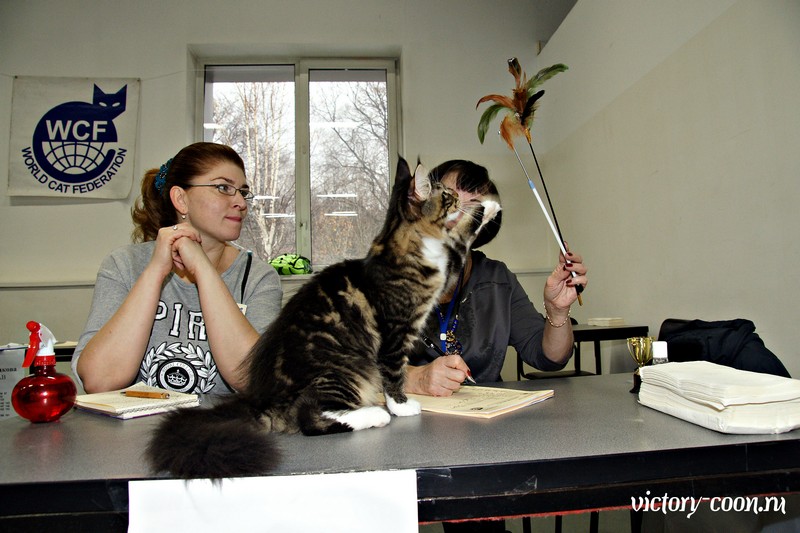 Кэт-Салон-Ноябрь, 14-15 ноября, VICTORY