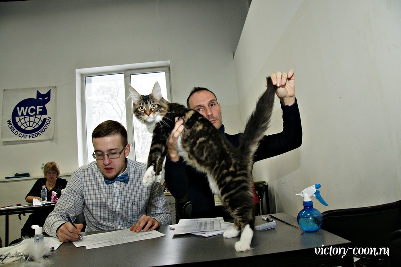 Кэт-Салон-Ноябрь, 14-15 ноября, VICTORY