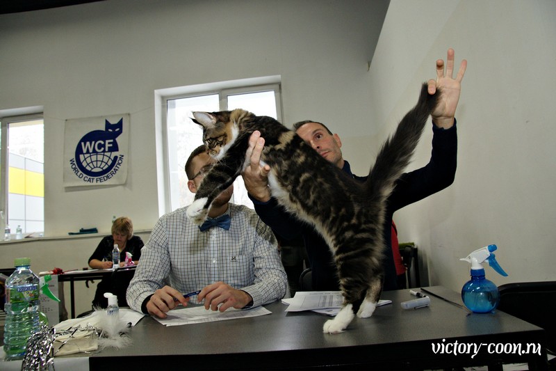 Кэт-Салон-Ноябрь, 14-15 ноября, VICTORY