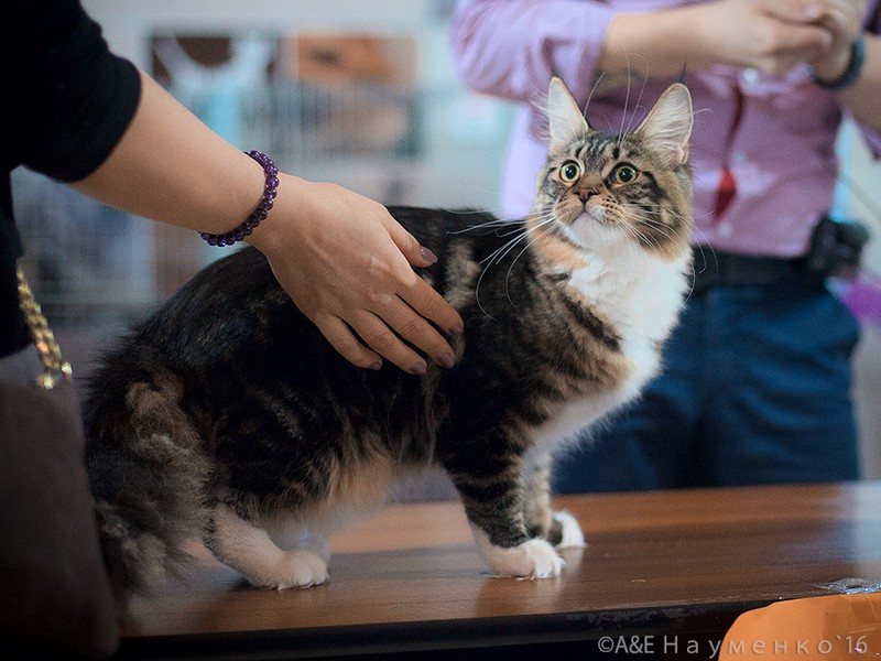 "РосКошная зима в Сокольниках", 30-31 января 2016 г., Victory