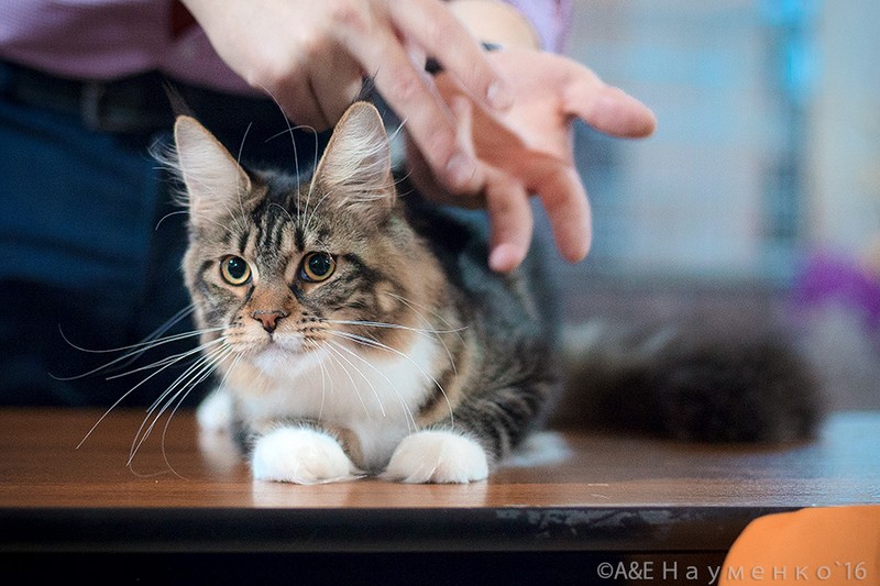 "РосКошная зима в Сокольниках", 30-31 января 2016 г., Victory
