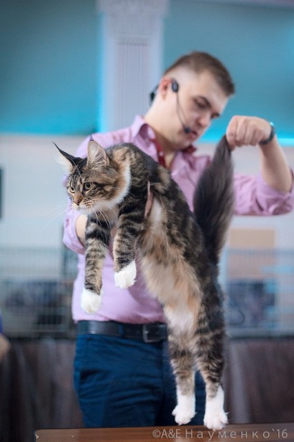 "РосКошная зима в Сокольниках", 30-31 января 2016 г., Victory