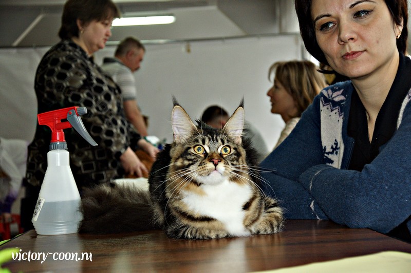 "РосКошная зима в Сокольниках", 30-31 января 2016 г., Victory