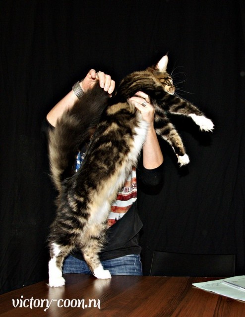 "РосКошная зима в Сокольниках", 30-31 января 2016 г., Victory