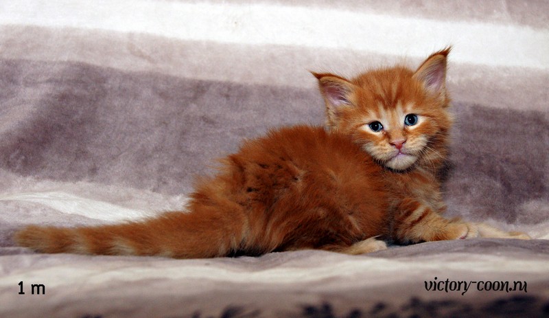 Мальчик, 1 месяц, VICTORY