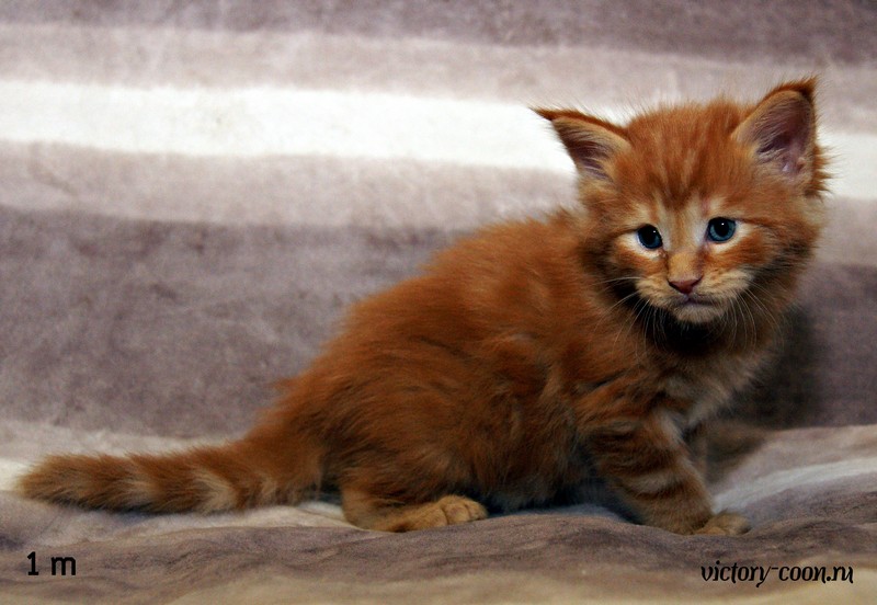 Мальчик, 1 месяц, VICTORY